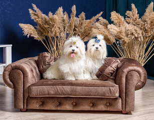 two white shih tzu dogs on a luxurious sofa in a room with dry plants and blue walls