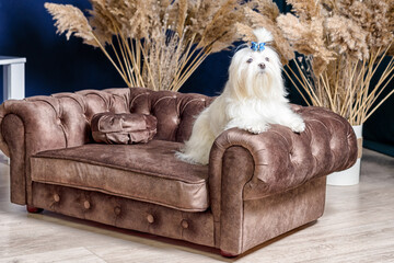 white shih tzu dog on a luxurious sofa in a room with dry plants and blue walls