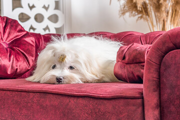 white Maltese dog is sad on a luxurious velour burgundy sofa with round pillows - obrazy, fototapety, plakaty