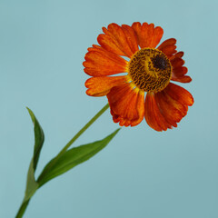 Orange helenium flower isolated on blue background.
