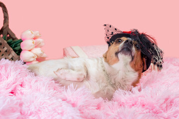 adult dog on pink fur with decorative suitcase close up