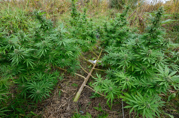 Cannabis growing in a field, low stress training technique: bending trunk of a plant and branches...