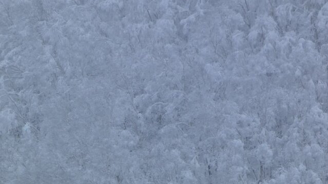 樹氷の森　ティルトアップ