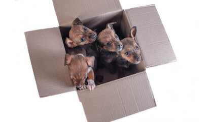 four outbred puppies in a cardboard box on a white background