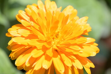 Makroaufnahme von einer Ringelblume im Garten