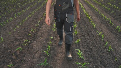 agriculture corn. male farmer walk working in the field with corn rear view. agriculture business...