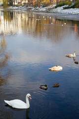 swans on river in urban autumn landscape