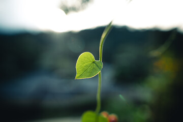 Fototapeta na wymiar Green heart leaf in nature