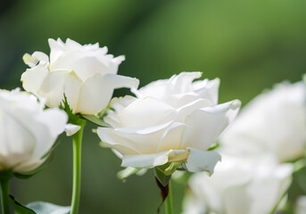Obraz na płótnie Canvas Close up white rose