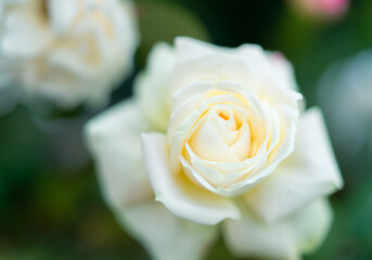 Close up white rose
