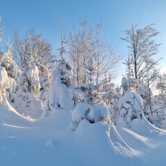 winter wonderland landscape with snow-covered trees
