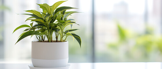 front view, potted house plant are on a table, daytime, bright, indoor, white Bokeh background - obrazy, fototapety, plakaty