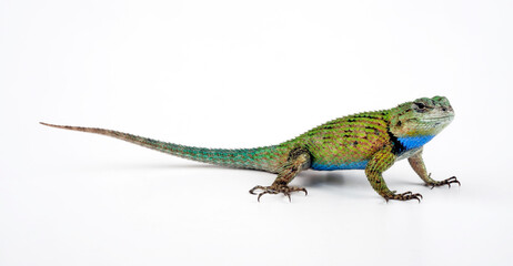 Fototapeta premium Emerald Swift // Malachit-Stachelleguan (Sceloporus malachiticus)