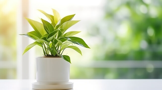 front view, potted house plant are on a table, daytime, bright, indoor, white Bokeh background © Uwe