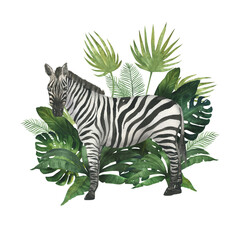 Fototapeta na wymiar Watercolor illustration of zebra in the bushes of tropical plants. Hand drawn, isolated. Suitable for decorating a children's room design