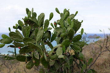 Cactus on the Seaside 