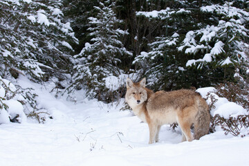Coyote standing in seep snow with conifers in winter