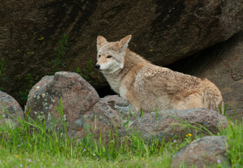 Coyote in summer with rocks and green grass near Yosemite