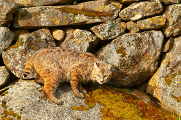 Bobcat portrait in spring with rock wall