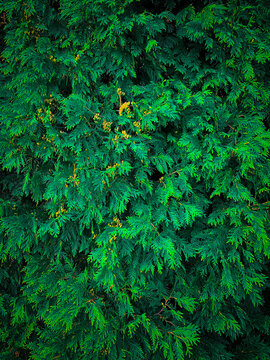 greenary