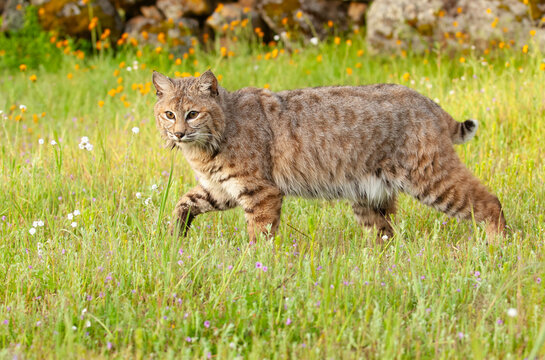 Bobcat in spring with green grass
