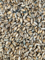 Spoiled wheat. Rotten grain stood in the moisture. Wheat background, rotten crop all covered with dust