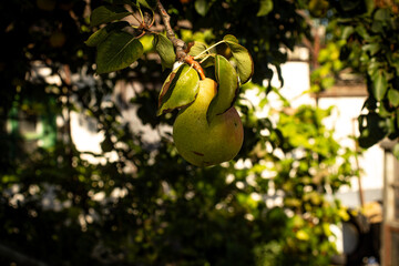 Ripe sweet pear on the tree, vitamins, healthy food