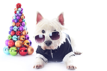 West Highland White Terrier Wearing Sunglasses and Cute Coat. Merry Christmas. Westie With Christmas Tree
