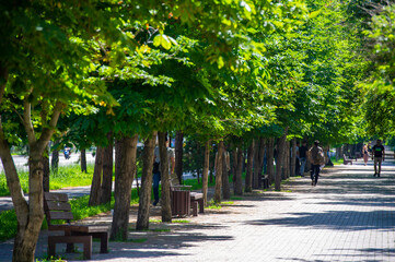 Reconnect with nature: Immerse yourself in the calming atmosphere of this park, where a harmonious combination of comfortable benches and lush greenery 2021 06 10 Kakzakhsyag Almaty