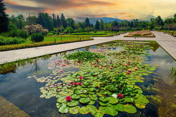 Lotus flowers, Witness the harmonious dance of nature and art: majestic lotus flowers adorn the...