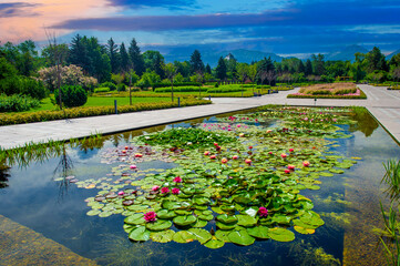 Lotus flowers, Witness the harmonious dance of nature and art: majestic lotus flowers adorn the...
