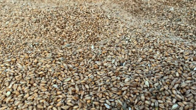 Spoiled wheat. Rotten grain stood in the moisture. Wheat background, rotten crop all covered with dust