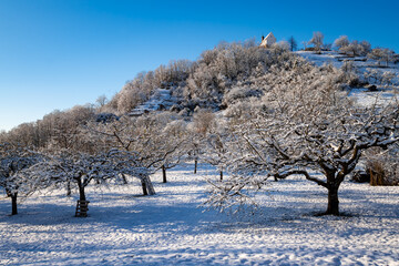 Frosted apple orchards in Wurmlingen, Baden-Wuerttemberg Germany. Picturesque winter landscape with...
