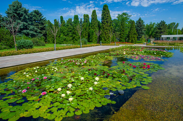 Lotus flowers, Serene beauty in full bloom by the park's tranquil pond, surrounded by delicate...