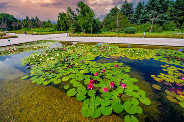 Lotus flowers, Serene beauty in full bloom by the park's tranquil pond, surrounded by delicate...