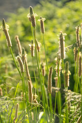 Grass in the early morning sun