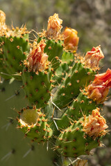 cactus flower