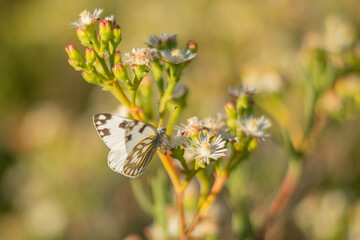 butterfly on a flower