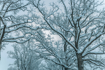 A Wintry Path Through a Chilly Forest with Snow Covered Trees. Winter road through snowy forest, tree lined and cold temperature.