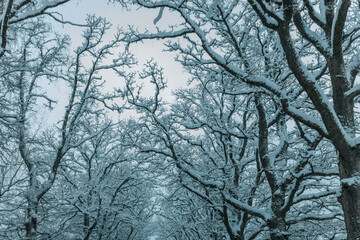 A Wintry Path Through a Chilly Forest with Snow Covered Trees. Winter road through snowy forest, tree lined and cold temperature.