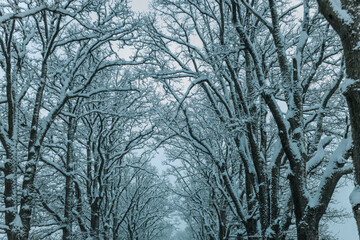 A Wintry Path Through a Chilly Forest with Snow Covered Trees. Winter road through snowy forest, tree lined and cold temperature.