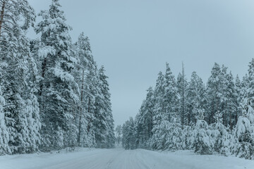 Obraz premium A Wintry Path Through a Chilly Forest with Snow Covered Trees. Winter road through snowy forest, tree lined and cold temperature.