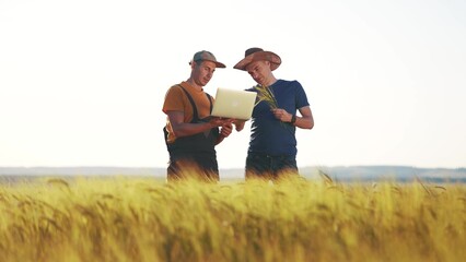 agriculture wheat. two farmers work in a field with wheat. agriculture business lifestyle farm concept. farmers examining wheat sprouts in an agricultural field and check them with laptop © ibragimova