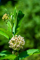 Asclepias syriaca, common spurge, butterfly flower, silkworm, Serene beauty captured in nature's...