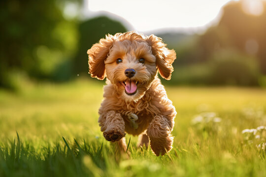 Cute little poodle dog running on grass field on sunny day