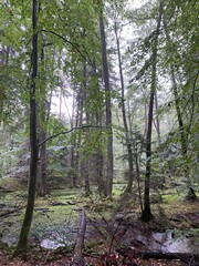 Obraz premium Forest landscape in rain with swamp in late summer in Germanyl