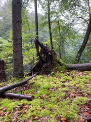 Huge root of fallen tree in forest during rain.