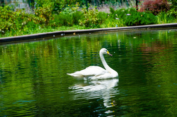 Swans in a Park Pond, Lovebird Serenades Capture the pure essence of romance as two graceful swans...