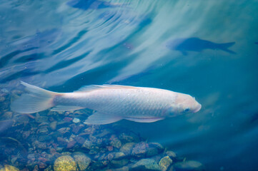 Koi Fish, Two vibrant koi fish gracefully glide through the shimmering water, their vibrant hues creating a mesmerizing play of colors. #Nature miracle