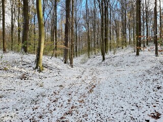 Forest during winter